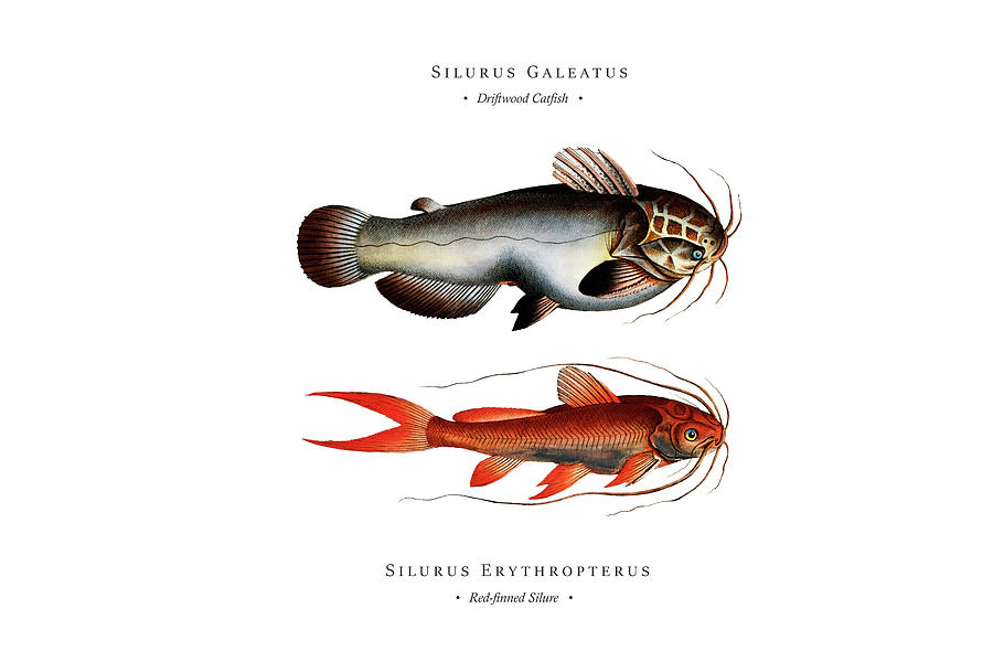 Vintage Fish Illustration - Driftwood Catfish, Red-finned Silure Digital Art by Studio Grafiikka