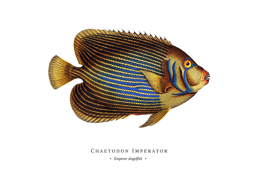 Vintage Fish Illustration - Emperor Angelfish Digital Art by Studio Grafiikka