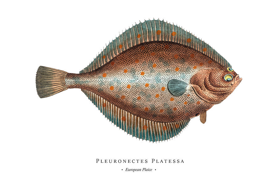 Vintage Digital Art - Vintage Fish Illustration - European Plaice by Marcus E Bloch