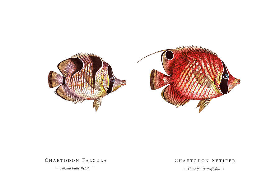 Vintage Fish Illustration - Falcula Butterflyfish, Threadfin Butterflyfish Digital Art by Studio Grafiikka