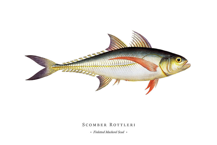 Vintage Fish Illustration - Finletted Mackerel Scad Digital Art