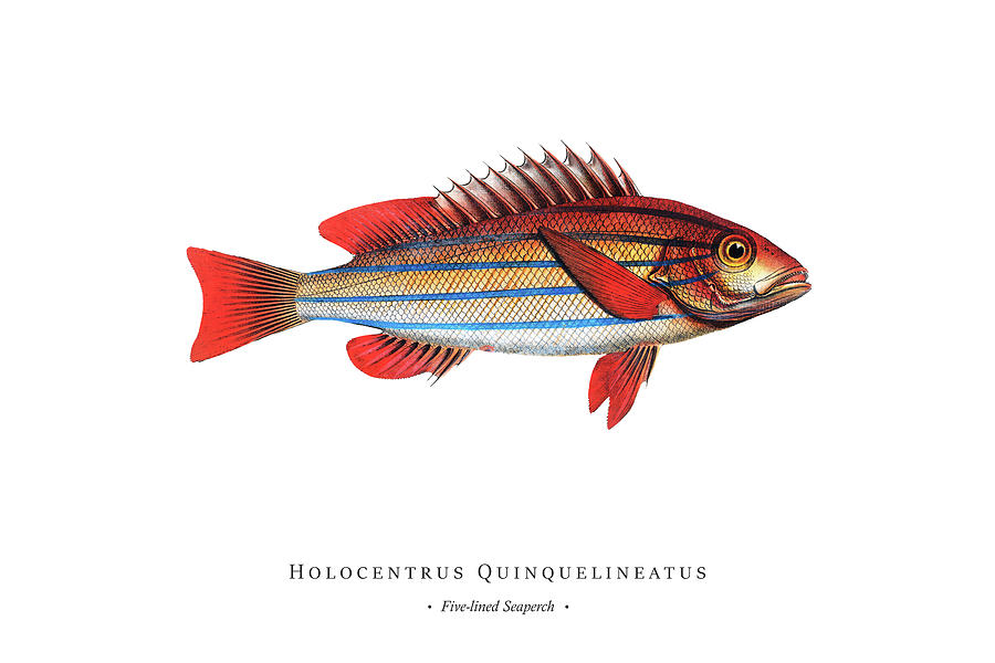 Vintage Fish Illustration - Five-lined Seaperch Digital Art by Studio ...