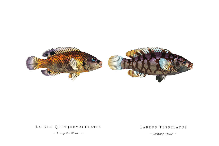 Vintage Fish Illustration - Five-spotted Wrasse, Corkwing Wrasse Digital Art by Studio Grafiikka