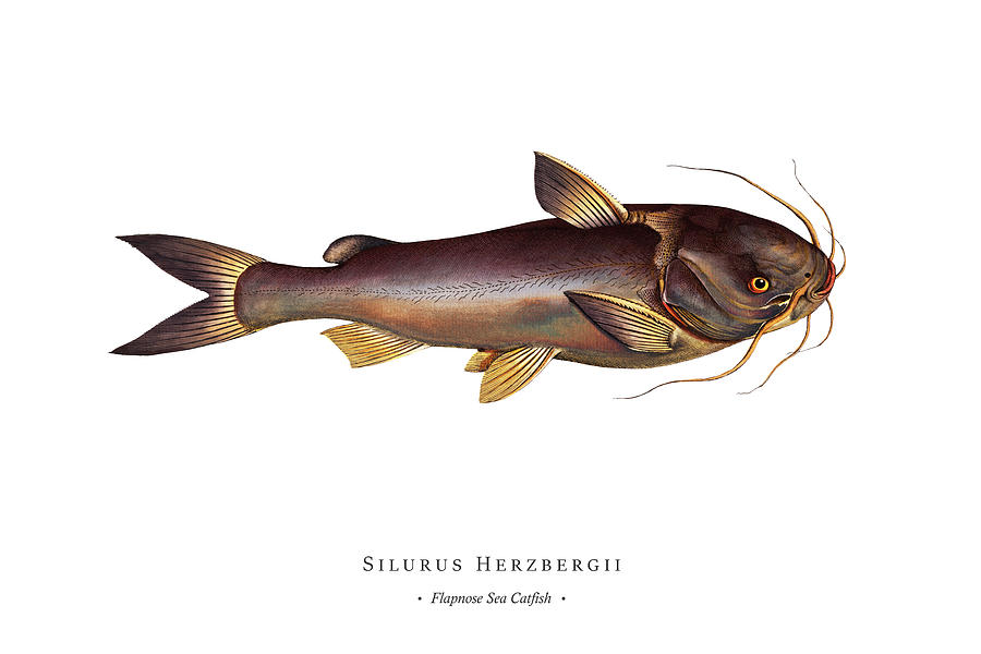 Vintage Digital Art - Vintage Fish Illustration - Flapnose Sea Catfish by Studio Grafiikka