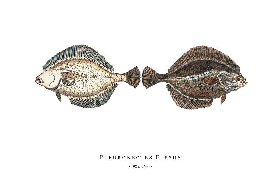 Vintage Fish Illustration - Flounder Digital Art