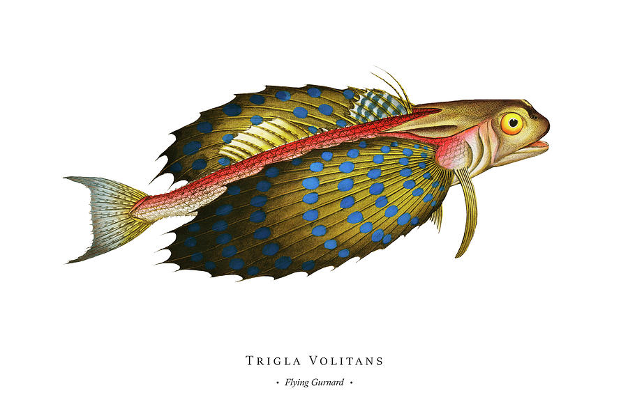 Vintage Fish Illustration - Flying Gurnard Digital Art