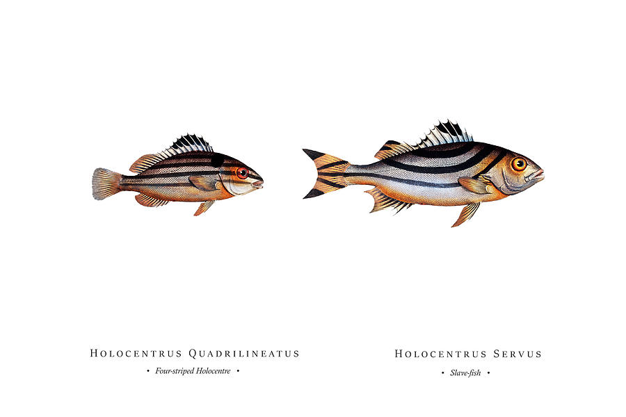 Vintage Fish Illustration - Four-striped Holocentre, Slave-fish Digital Art