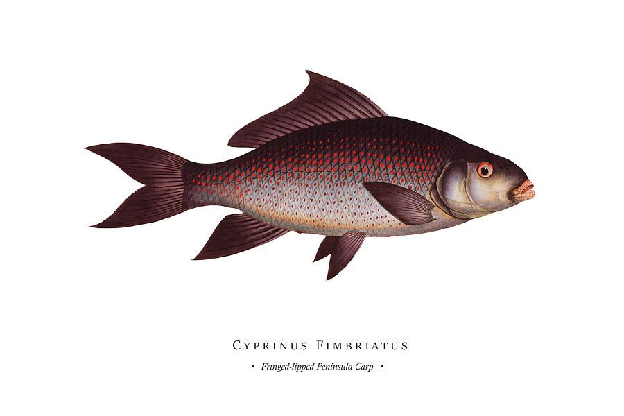 Vintage Fish Illustration - Fringed-lipped Peninsula Carp Digital Art by Studio Grafiikka