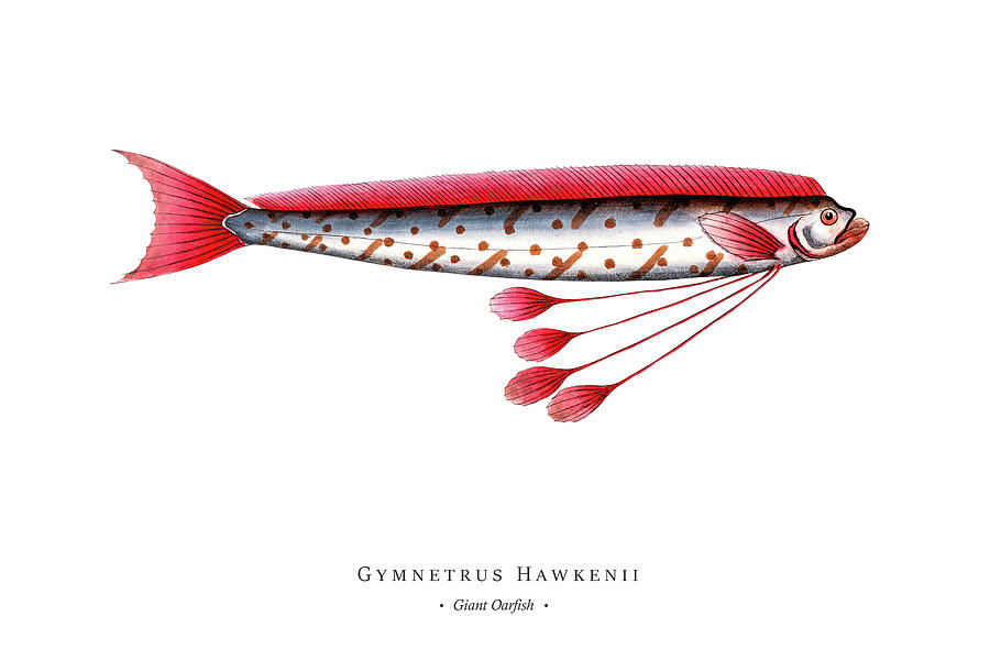 Vintage Fish Illustration - Giant Oarfish Digital Art by Studio Grafiikka