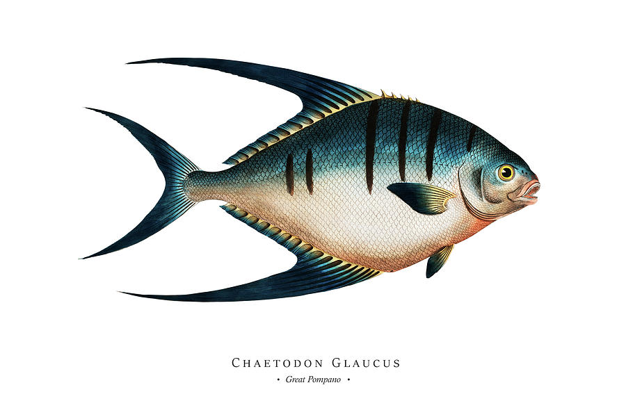 Vintage Fish Illustration - Great Pompano Digital Art by Marcus E Bloch