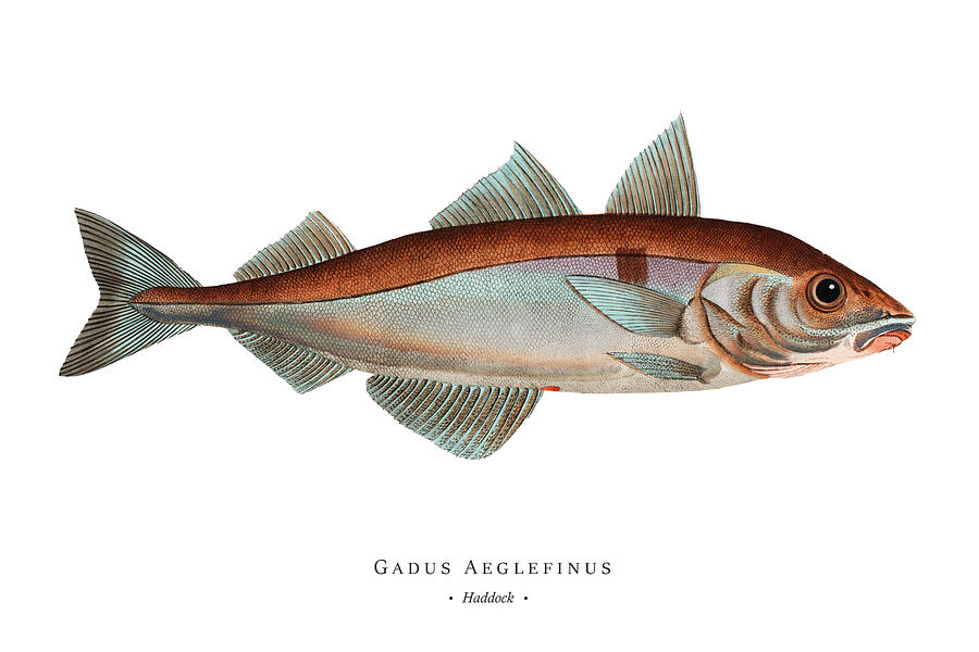 Vintage Fish Illustration - Haddock Digital Art by Marcus E Bloch