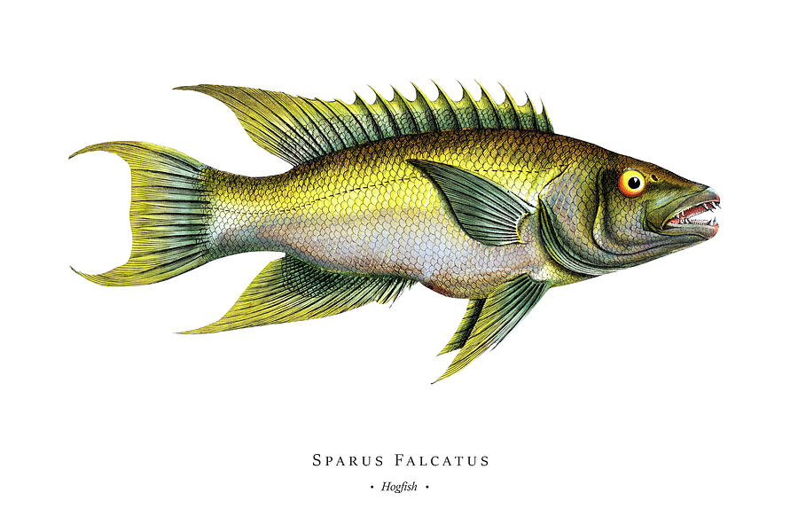 Vintage Fish Illustration - Hogfish Digital Art by Studio Grafiikka ...