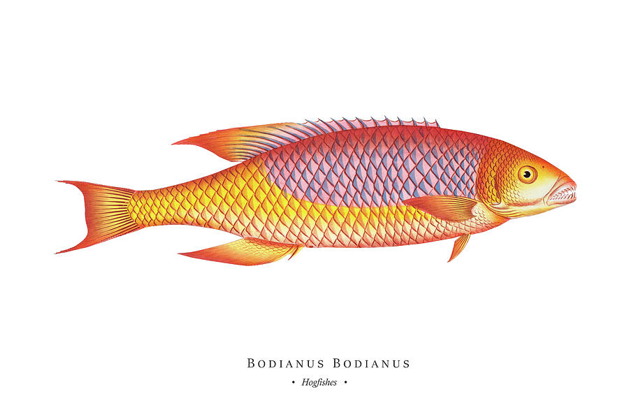 Vintage Fish Illustration - Hogfishes Digital Art