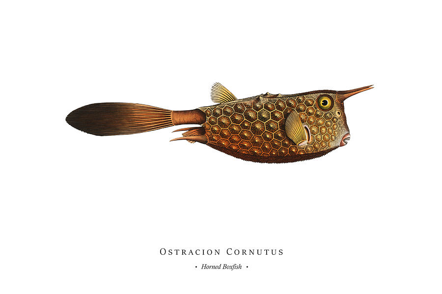 Vintage Fish Illustration - Horned Boxfish Digital Art
