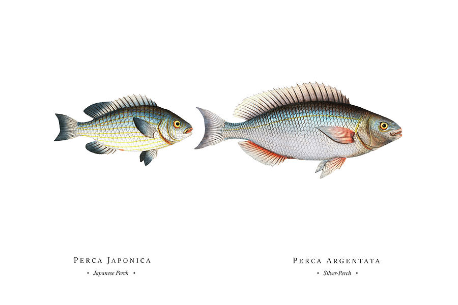 Vintage Fish Illustration - Japanese Perch, Silver-perch Digital Art by Studio Grafiikka