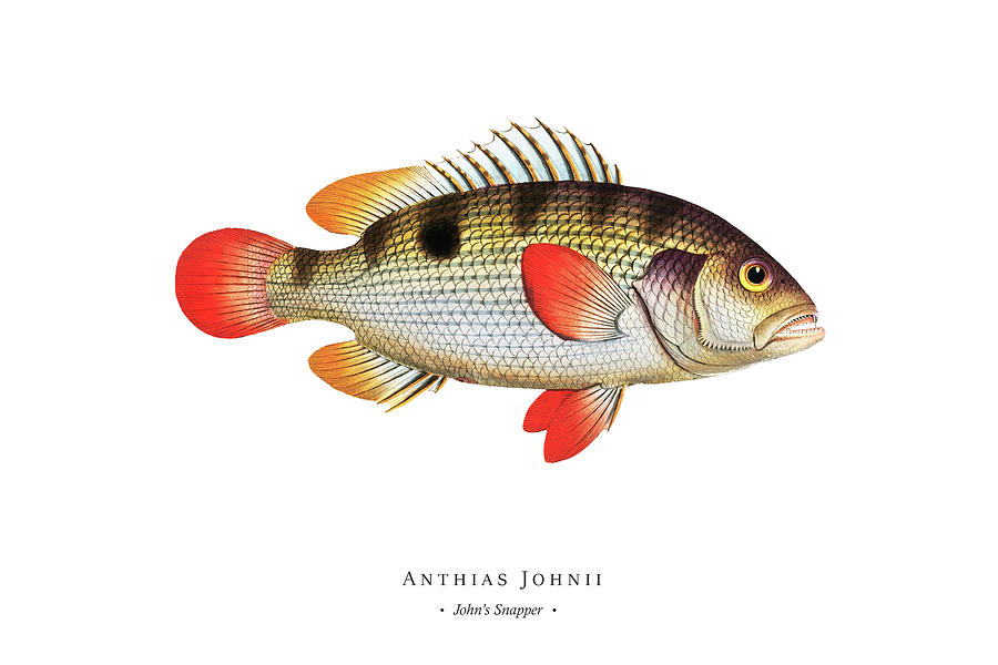 Vintage Fish Illustration - John's Snapper Digital Art by Studio ...