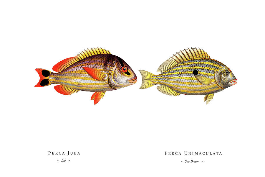 Vintage Fish Illustration - Jub, Sea Bream Digital Art