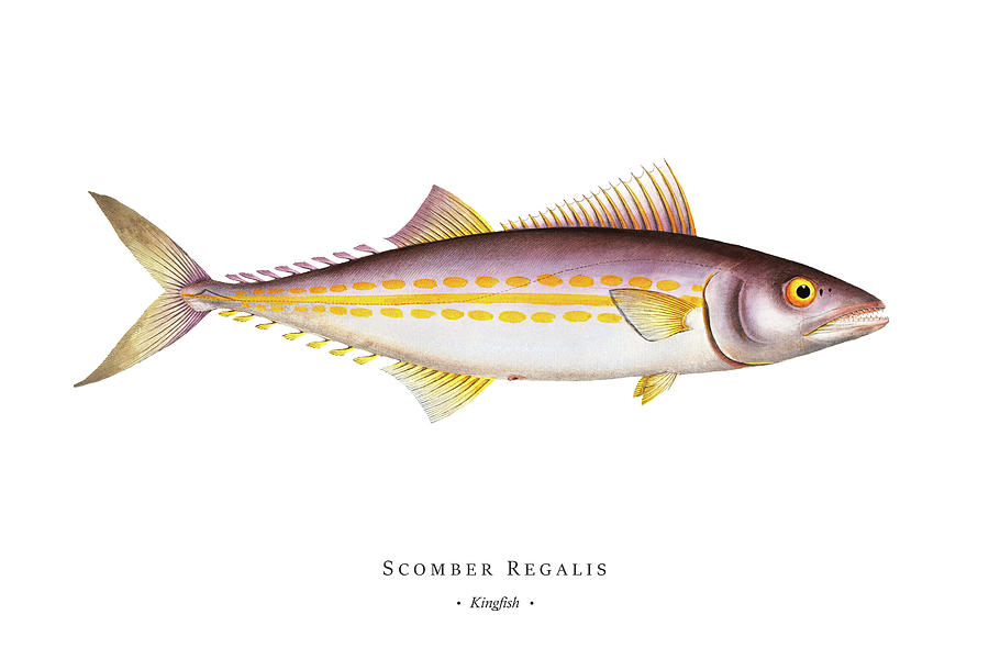 Vintage Fish Illustration - Kingfish Digital Art by Marcus E Bloch