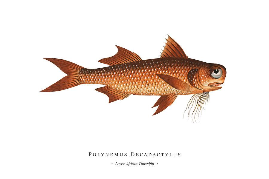 Vintage Fish Illustration - Lesser African Threadfin Digital Art by Studio Grafiikka