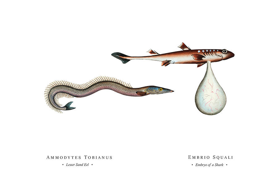 Vintage Fish Illustration - Lesser Sand Eel, Embryo of a Shark Digital Art by Studio Grafiikka