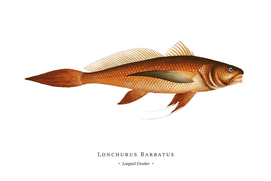 Vintage Fish Illustration - Longtail Croaker Digital Art by Studio Grafiikka