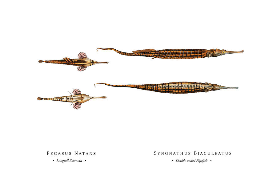 Vintage Fish Illustration - Longtail Seamoth, Double-ended Pipefish Digital Art by Studio Grafiikka