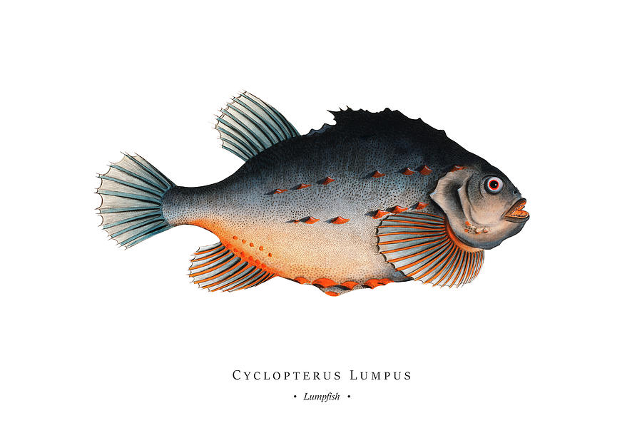 Vintage Fish Illustration - Lumpfish Digital Art by Marcus E Bloch