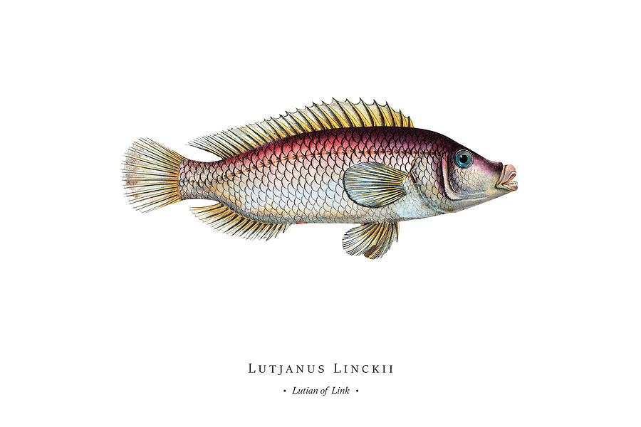 Vintage Fish Illustration - Lutian of Link Digital Art by Studio ...
