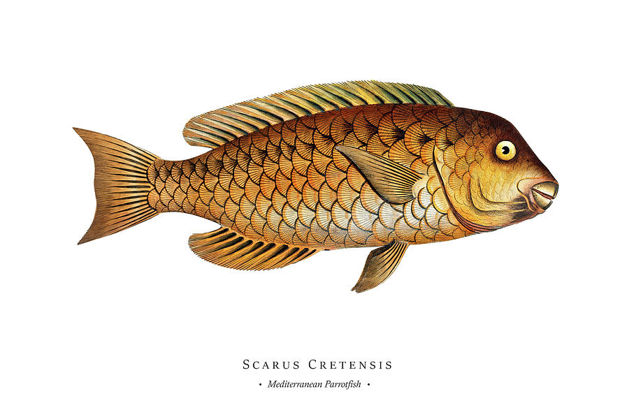 Vintage Fish Illustration - Mediterranean Parrotfish Digital Art by ...