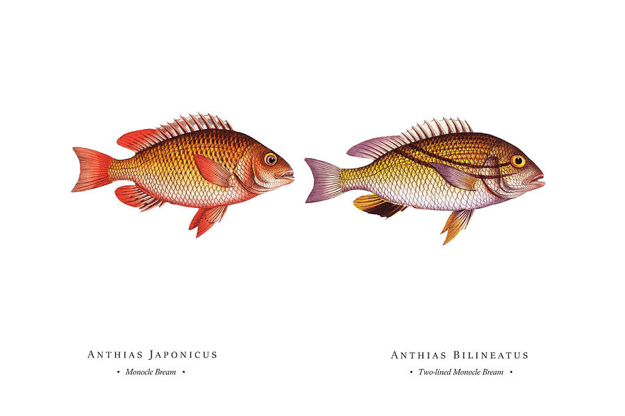 Vintage Fish Illustration - Monocle Bream, Two-lined Monocle Bream Digital Art by Studio Grafiikka