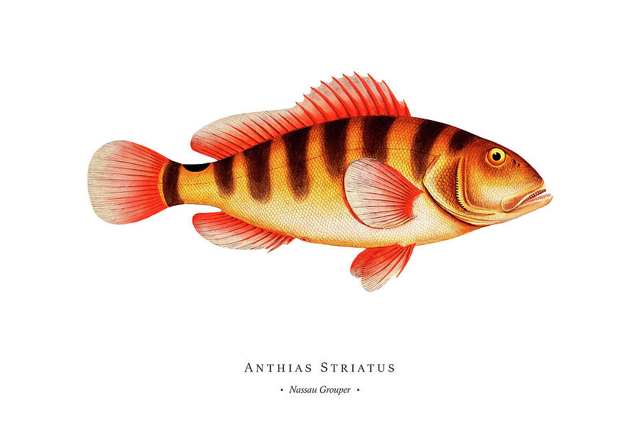 Vintage Fish Illustration - Nassau Grouper Digital Art by Studio ...