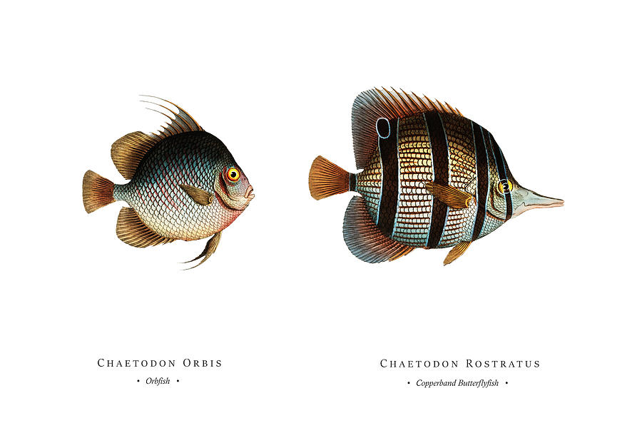 Vintage Digital Art - Vintage Fish Illustration - Orbfish, Copperband Butterflyfish by Studio Grafiikka