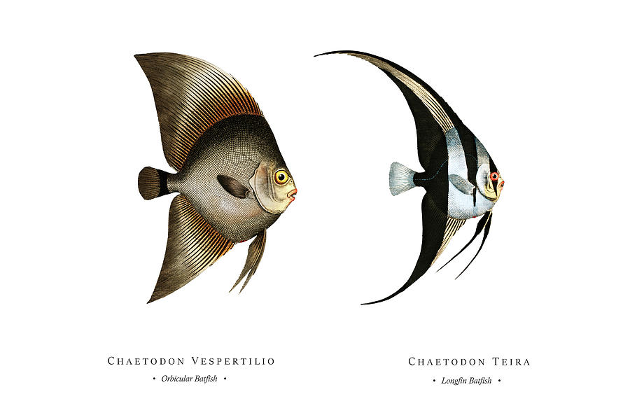 Vintage Fish Illustration - Orbicular Batfish, Longfin Batfish Digital Art