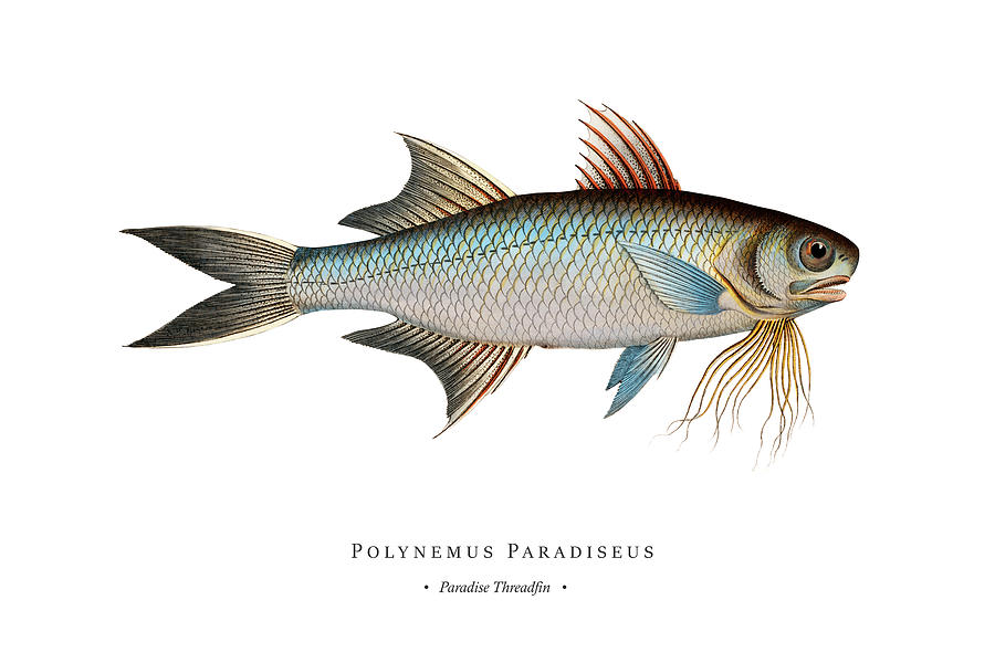 Vintage Fish Illustration - Paradise Threadfin Digital Art