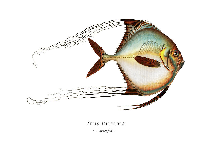 Vintage Digital Art - Vintage Fish Illustration - Pennant-fish by Marcus E Bloch