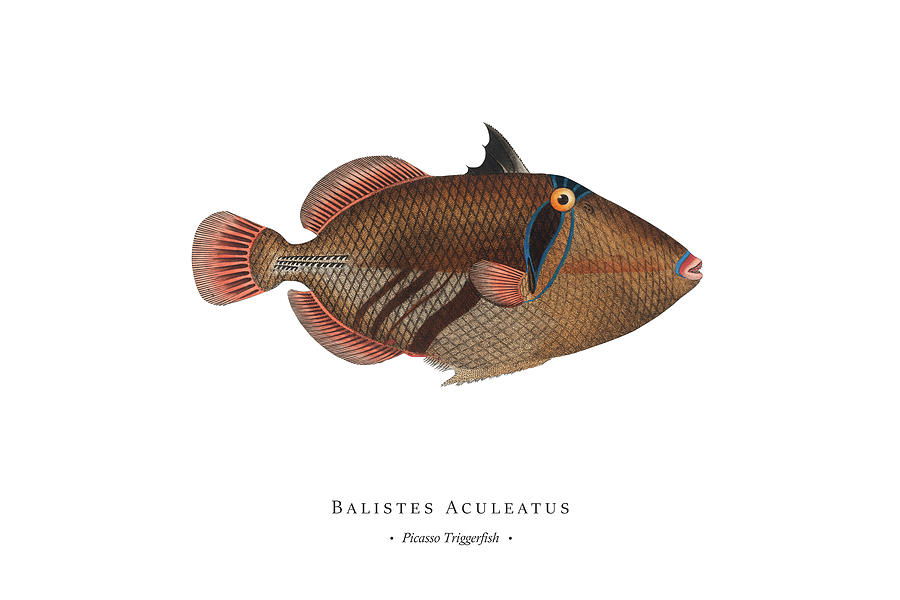 Vintage Digital Art - Vintage Fish Illustration - Picasso Triggerfish by Studio Grafiikka