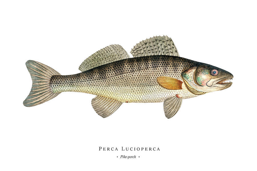 Vintage Fish Illustration - Pike-perch Digital Art by Marcus E Bloch