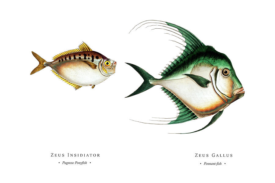 Vintage Fish Illustration - Pugnose Ponyfish, Pennant-fish Digital Art