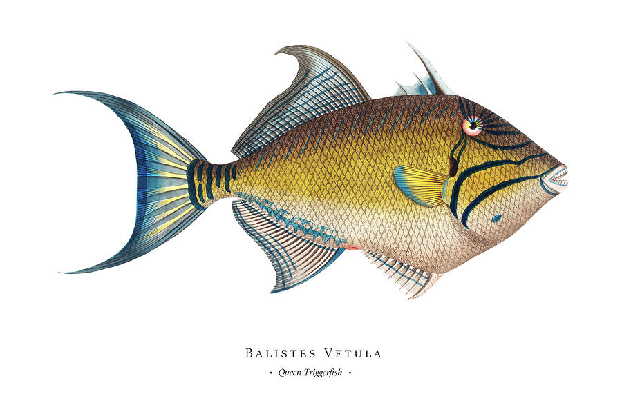 Vintage Digital Art - Vintage Fish Illustration - Queen Triggerfish by Studio Grafiikka