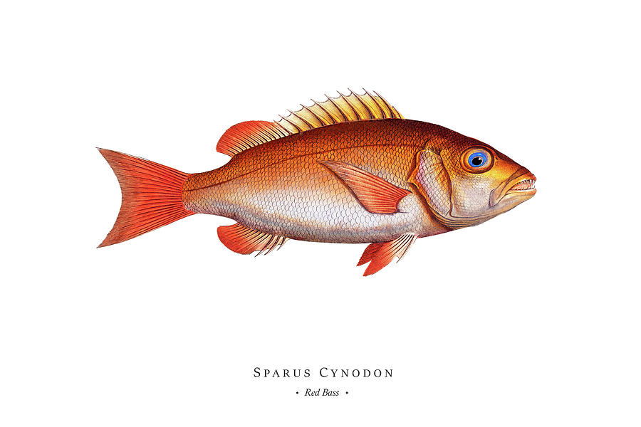Vintage Digital Art - Vintage Fish Illustration - Red Bass by Studio Grafiikka