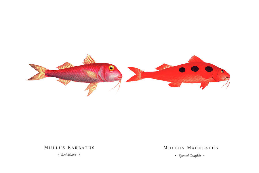 Vintage Fish Illustration - Red Mullet, Spotted Goatfish Digital Art by Studio Grafiikka