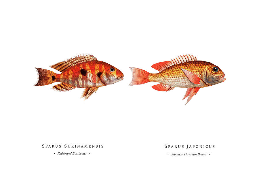 Vintage Fish Illustration - Redstriped Eartheater, Japanese Threadfin Bream Digital Art