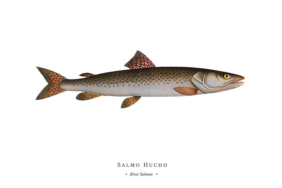 Vintage Fish Illustration - River Salmon Digital Art by Marcus E Bloch