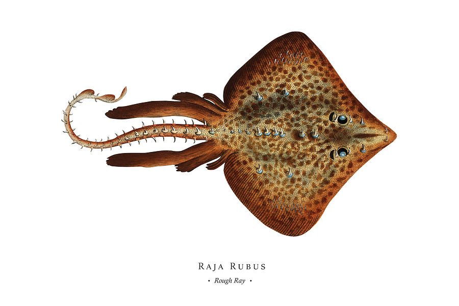Vintage Fish Illustration - Rough Ray Digital Art by Marcus E Bloch