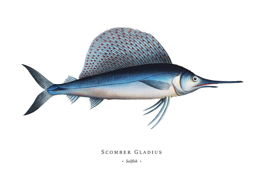 Vintage Fish Illustration - Sailfish Digital Art by Studio Grafiikka