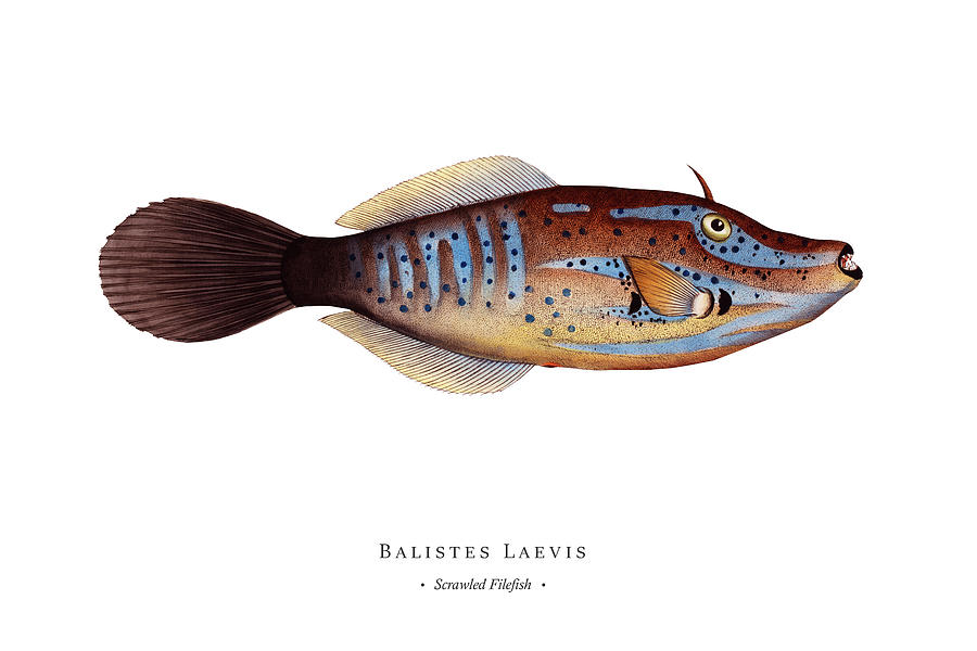 Vintage Fish Illustration - Scrawled Filefish Digital Art