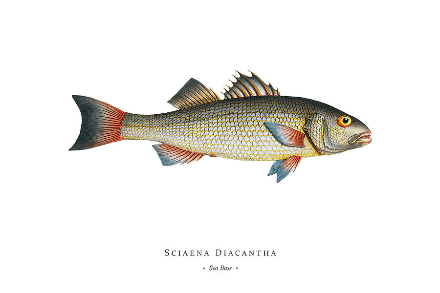 Vintage Digital Art - Vintage Fish Illustration - Sea Bass by Studio Grafiikka