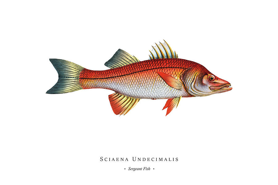 Vintage Fish Illustration - Sergeant Fish Digital Art