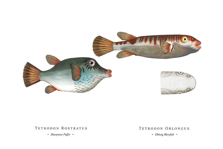 Vintage Fish Illustration - Sharpnose Puffer, Oblong Blowfish Digital Art by Studio Grafiikka