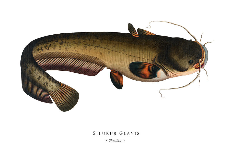 Vintage Digital Art - Vintage Fish Illustration - Sheatfish by Marcus E Bloch